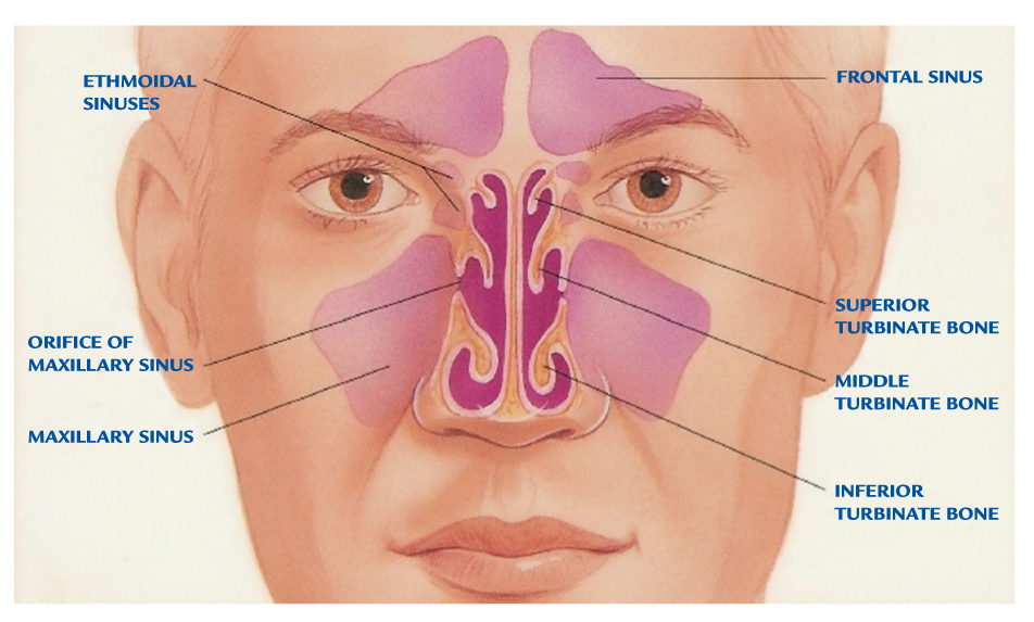 Anatomski prikaz nosa i sinusa